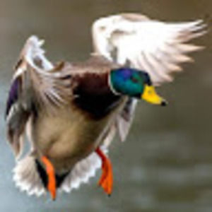 Meet your Posher, William